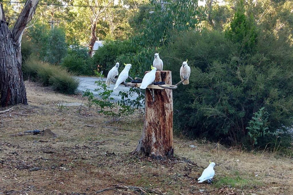 Cockatoo Cabin Halls Gap Exterior photo