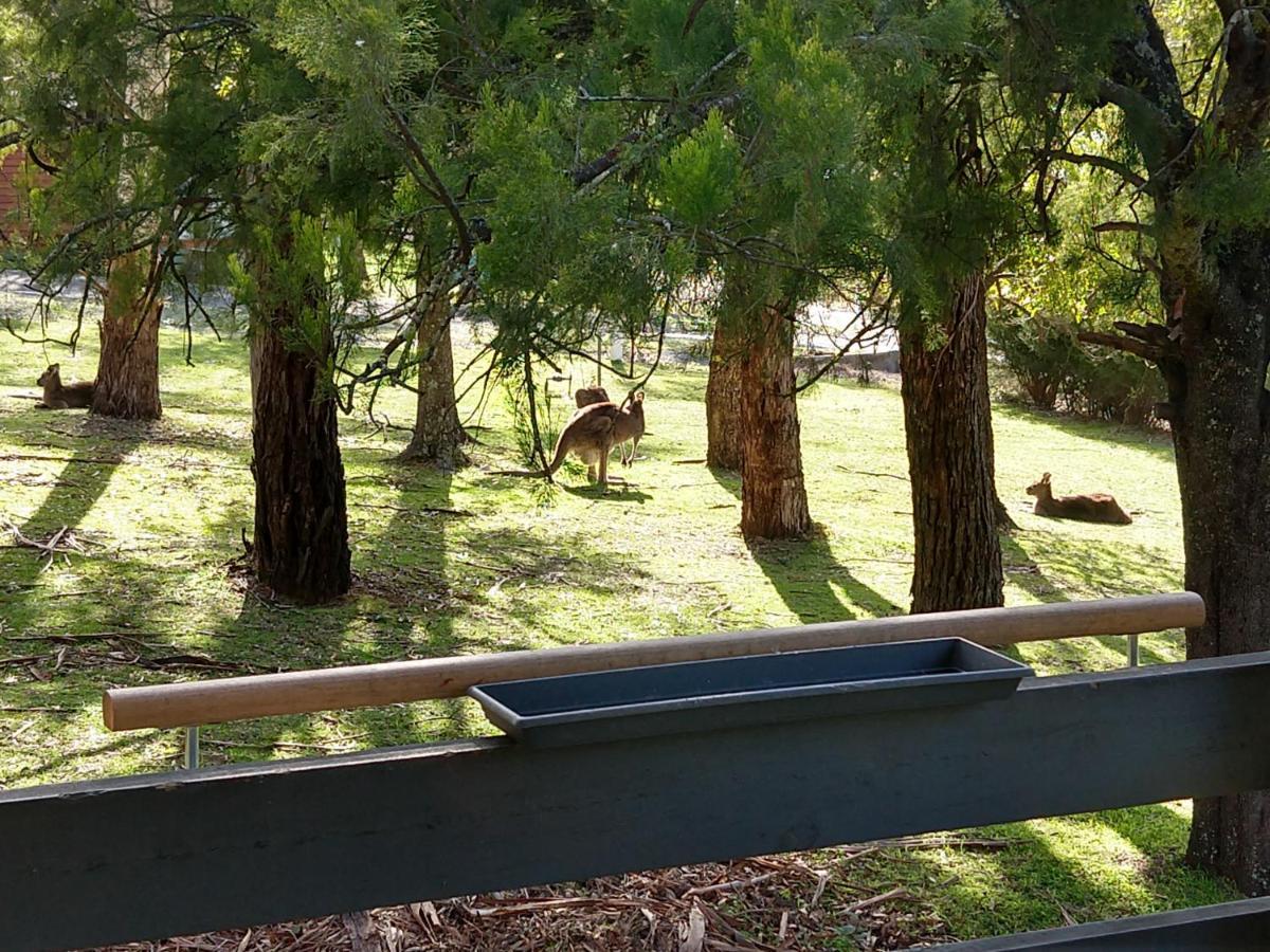 Cockatoo Cabin Halls Gap Exterior photo